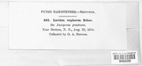 Lecidella euphorea image
